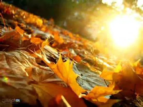 بیا ای همنشین سرد پاییز / به آواهای شب هایم درآمیز