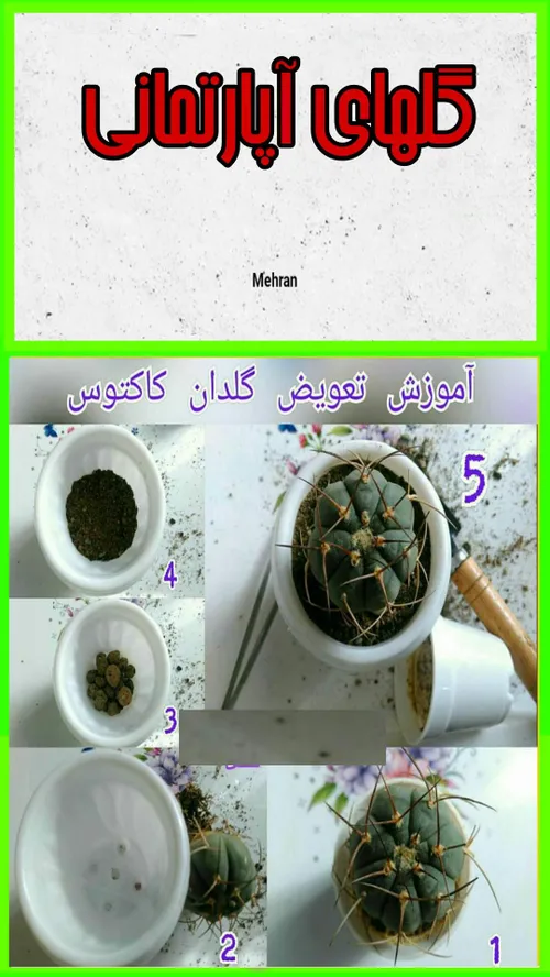 🌵 تعویض گلدان کاکتوس