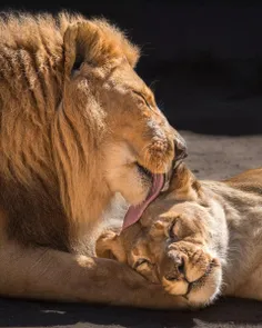 تصاویری فراموش نشدنی از دو شیر عاشق که با هم به خواب ابدی