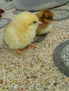 جوجه های محلی 🐥🐣