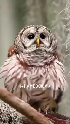 خلوت 🦉 جغد😁