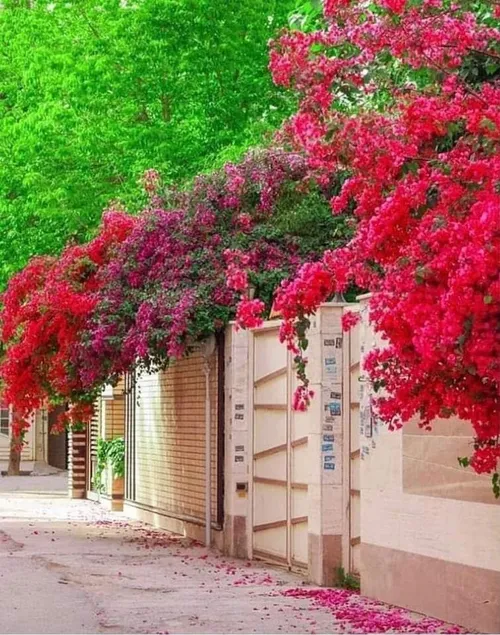 نمایی زیبا از خیابانی در شیراز