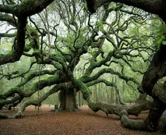 درخت بلوط ۱۵۰۰ساله در کارلینای جنوبی. تمام آنچه در تصویر 
