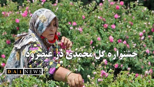 برگزاری جشنواره گل محمدی عنصرود در آذربایجان شرقی
