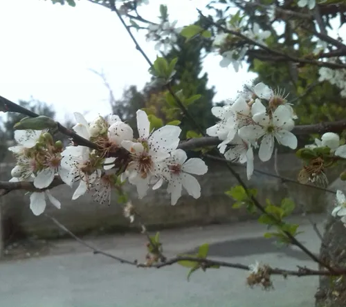 اینم شکوفه های درخت آلوچه ما