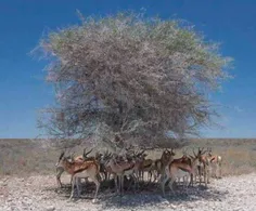 این تصویر ارزش یک درخت را نشان می دهد.