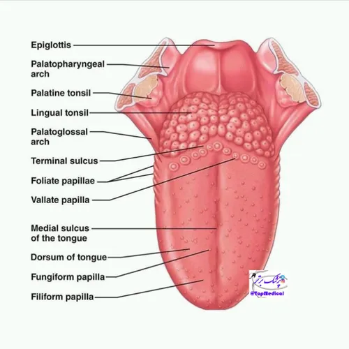 💢 زبان دسته ای از ماهیچه های مخطط است که موجب حرکت غذا به