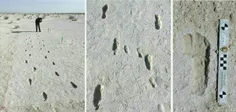 این تصاویر مربوط میشه به رد پاهایی که چندی پیش کشف شده و 