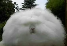 این خرگوش عجیب که لقب عجیب ترین خرگوش دنیا را از آن خود ک