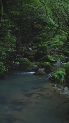 خرم دل آن کس که ز بستان تو آید..🌸