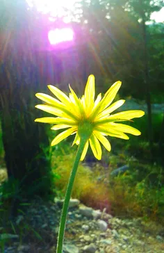 سلام گل به خورشید