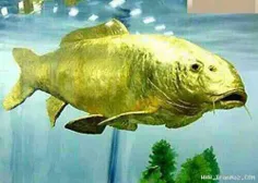 یک ماهی شگفت انگیز که در آبهای اطراف تایوان کشف شده و در 
