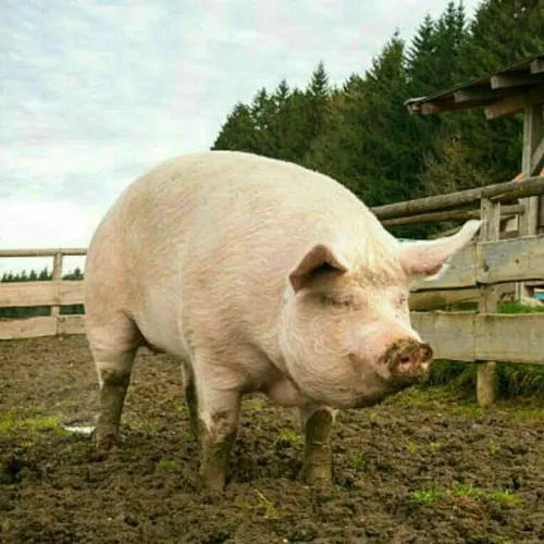 یک خوک بالغ می تواند بدن یک انسان ۹۰ کیلویی را حدود ۸ دقی