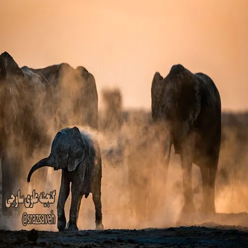 فیل ها را می بینید که پس از حمام و آب بازی، روی هم خاک می