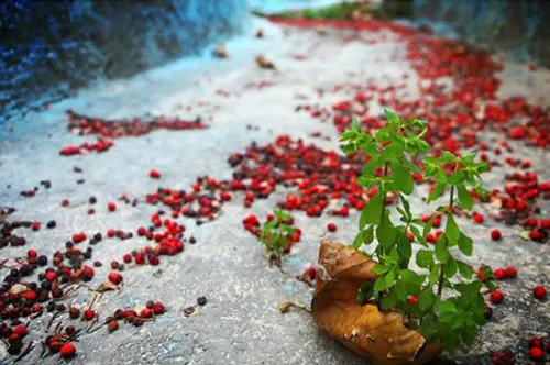 سراب رد پای تو کجای جاده پیدا شد ؟