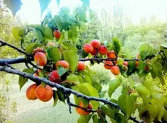 🔹به زودی فصل میوه‌های هسته‌دار می‌رسد. مانند هلو، آلو، زر
