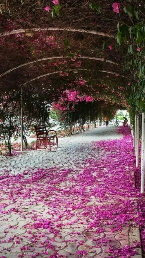 تونلی زیبا از گل های کاغذی در شهرستان جم در استان زیبای ب