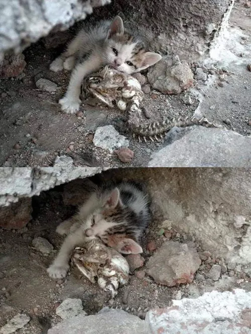 این مادر چه موجودیه که حتی این بچه گربه بعد گذشتن مرگ ماد