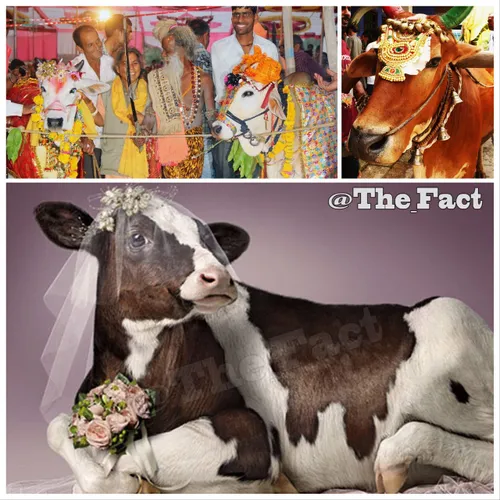مردم کشور هندوستان برای گاوها مراسم ازدواج میگیرند، هر مر