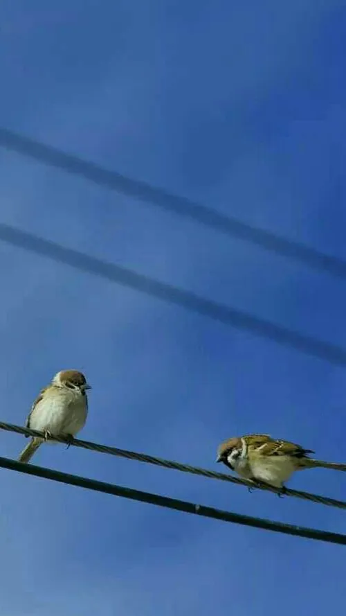 جـمیـݪ رائـع روعــہ ابــداع خاص قشنگ هنری بینظیر جذاب شیک