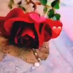 تقدیم دوستان ویسگونی عزیزم❤🌹🌹