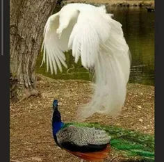#طاووس