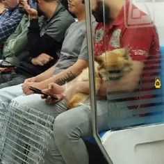 آقای حراست مترو، مگه ورود حیوانات به مترو ممنوع نیست؟!