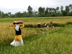 دروی برنج در گیلان