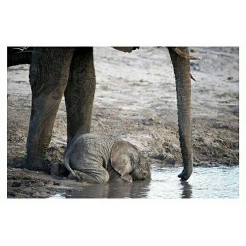این بچه فیل نه ماهه هنوز استفاده درست از خرطومش را برای ن