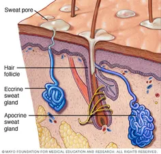 عرق بدون بو است وقتی باکتری‌های روی پوست با عرق ترکیب ‌شو