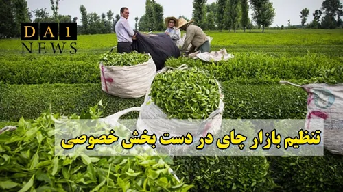 واگذاری تنظیم بازار چای به بخش خصوصی