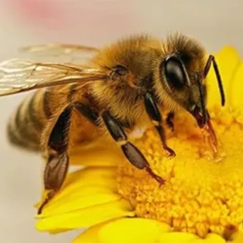 میدونستید در تمام بدن زنبور عسل 3 میلیون وجود دارد اگر بخ