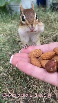 یدونه از عینا بدین من برم🥺🍓🐿️