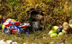 دهکده ای رویایی برای موش‌ها! #عکاس خوش ذوق بریتانیای به ن