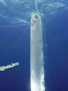 پاروماهی بلندترین ماهی جهان است که 56 فوت طول دارد.😨