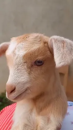 بز🐐