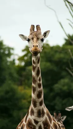 #Giraffe