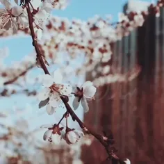 بهار زیبا خوش آمدی...