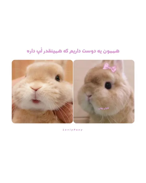 هممون یه دوست داریم که همینقدر لپ داره: 🥺😂