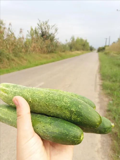 روستای تازه آباد گیلان محصولات ارگانیگ خیار محلی