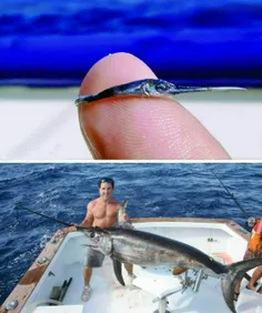 یک شمشیر ماهی موقع تولد به اندازه بند انگشت است ولی در سا