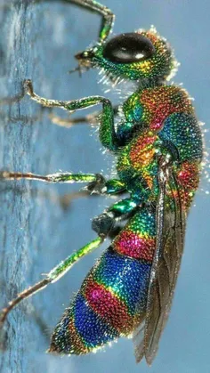 رنگ‌آمیزی فوق‌العاده بدن زنبور کوکو از خانواده Chrysidida