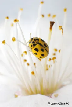 ای میر نمی بینی این مملکت جان را