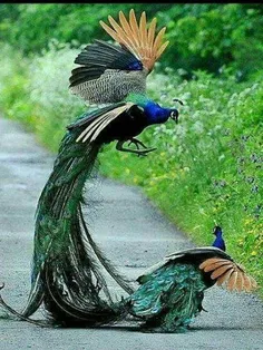 #حیوانات #پرنده_زیبا #تصویر_پس_زمینه  ،