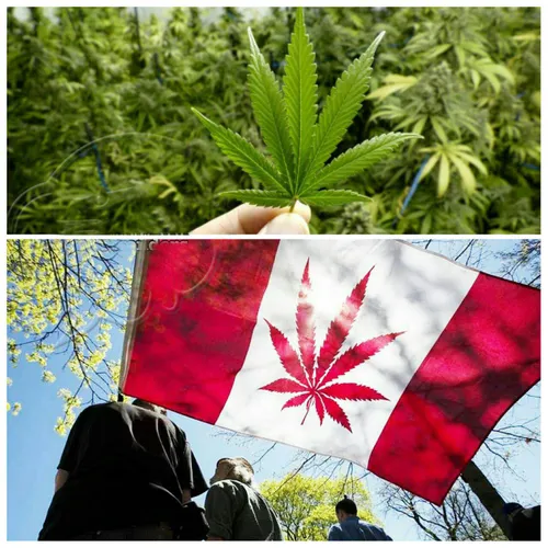 نخست وزیر کانادا،متعهد شده تا آخر تابستان ماریجوانا را در