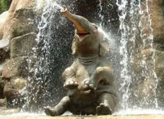 فيل خوشحال