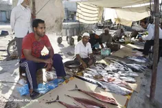بازار ماهی فروشی در قشم