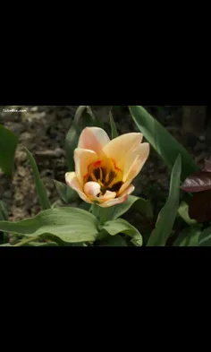 این گل تقدیم به همه دوستای گل ویسگونی