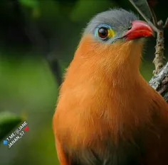 چنان ز عکس رخ دوست دیده پر گل شد