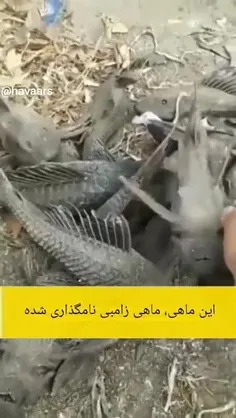گربه‌ماهی دهان‌مکنده Suckermouth catfish یا پلکو معمولی ن